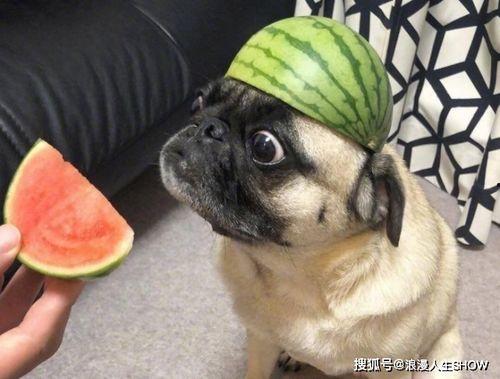 吃瓜的心思,吃瓜群眾的心思解析