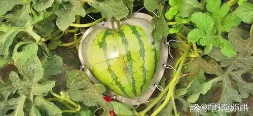 網上有哪些吃瓜論壇,盤點熱門吃瓜論壇大盤點