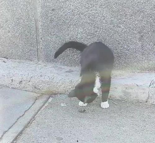 頭條驢哥,頭條驢哥帶你領(lǐng)略網(wǎng)絡(luò)世界的趣味與智慧