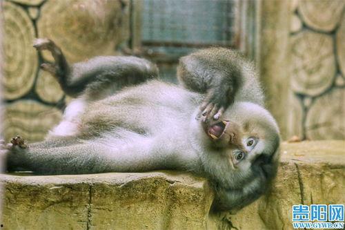 日本網紅猴哥是誰,網絡紅人背后的傳奇故事