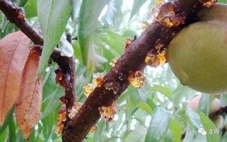 膠皮吃瓜,揭秘瓜果種植與保鮮的奧秘