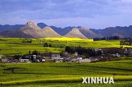 羅平縣花海大道新聞頭條