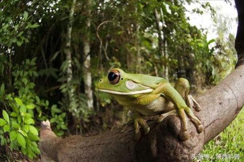 蛙蛙吃瓜視頻素材,歡樂無限，帶你領略萌寵趣味時光