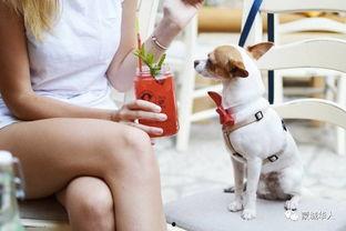 娛樂(lè)吃瓜醬狗餐館,一場(chǎng)跨界美食盛宴