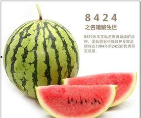 三葉草吃瓜說娛樂,娛樂圈幕后趣聞大揭秘